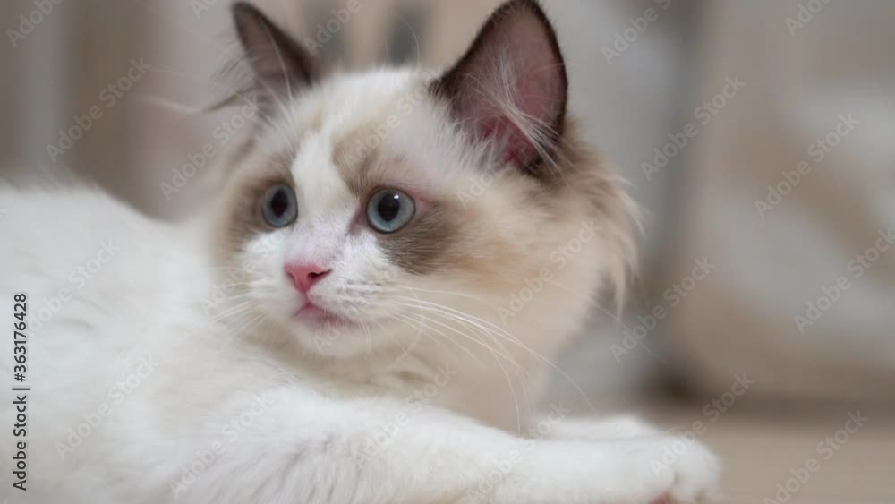 White Ragdoll cat sleeps and rests on a wooden floor. Blurred background, slow motion, light colors. White Ragdoll cat sleeps and rests on a wooden floor. Blurred background, slow motion, light colors.