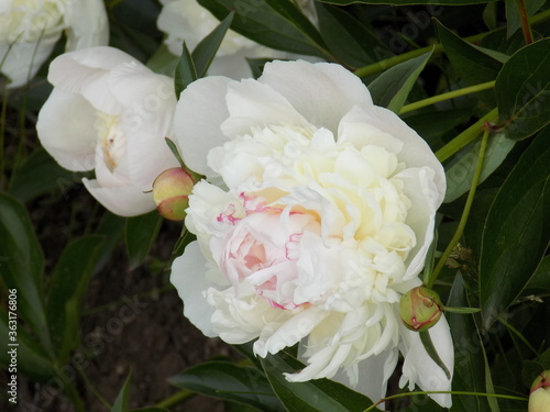 A sunny summer day. The lush flowering of snow-white peonies pleases the eye.
