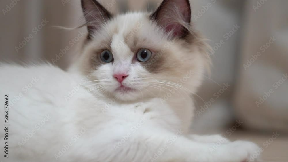 White Ragdoll cat sleeps and rests on a wooden floor. Blurred background, slow motion, light colors. White Ragdoll cat sleeps and rests on a wooden floor. Blurred background, slow motion, light colors.