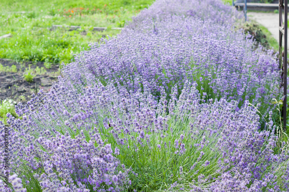 Obraz premium Lavender flowers on large bushes during flowering. Bright purple fragrant buds in the park. Beautiful landscape with flower fields. A walk through the botanical garden in the lavender color period.