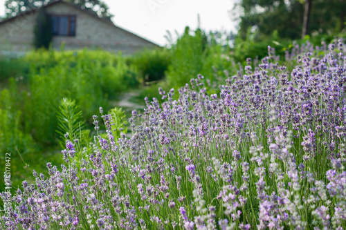 Lush bushes of a fragrant plant. House near lavender flowers. Alley of purple lavender flowers on a background of an old summer house. Summer wallpapers for a good mood.