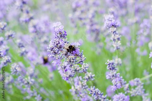 Bumblebees collecting pollen from flowers. Lavender fields with bumblebees. Violet flowers on a big bush in the park. Fields of Provence. Close-up.