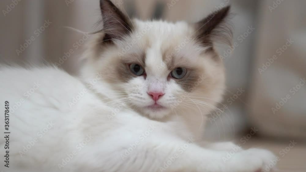 White Ragdoll cat sleeps and rests on a wooden floor. Blurred background, slow motion, light colors. White Ragdoll cat sleeps and rests on a wooden floor. Blurred background, slow motion, light colors.