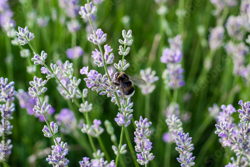 Bumblebees collecting pollen from flowers. Lavender fields with bumblebees. Violet flowers on a big bush in the park. Fields of Provence. Close-up.