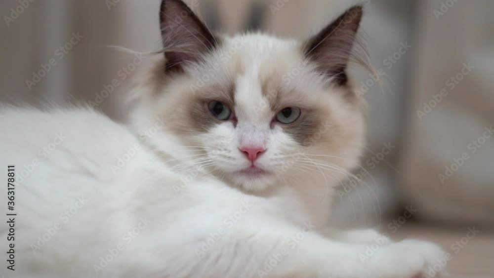 White Ragdoll cat sleeps and rests on a wooden floor. Blurred background, slow motion, light colors. White Ragdoll cat sleeps and rests on a wooden floor. Blurred background, slow motion, light colors.