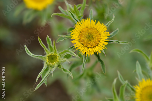 Spiny starwort