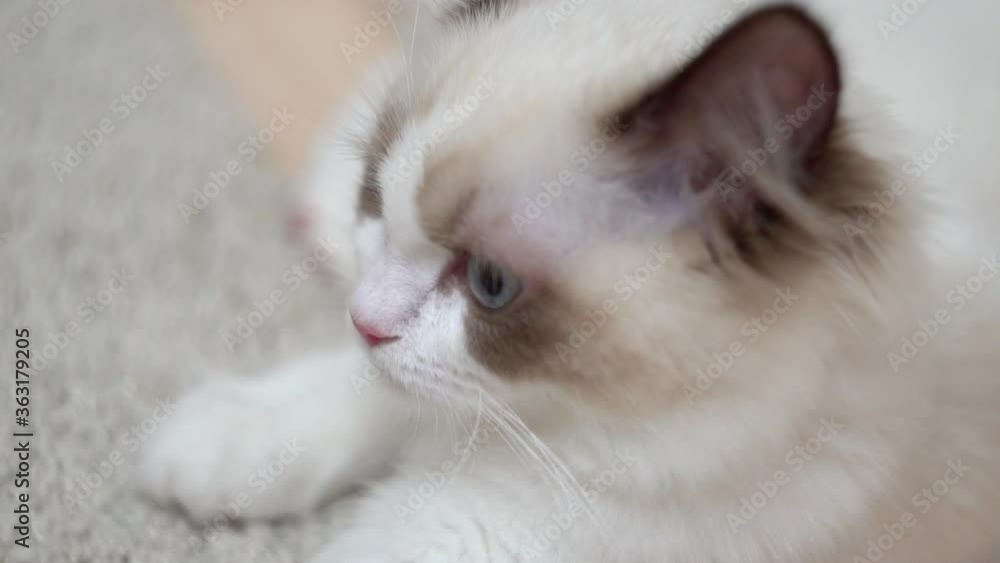 White Ragdoll cat sleeps and rests on a wooden floor. Blurred background, slow motion, light colors. White Ragdoll cat sleeps and rests on a wooden floor. Blurred background, slow motion, light colors.