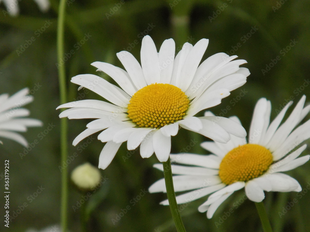 Obraz premium Sunny. Delicate chamomile blooms.