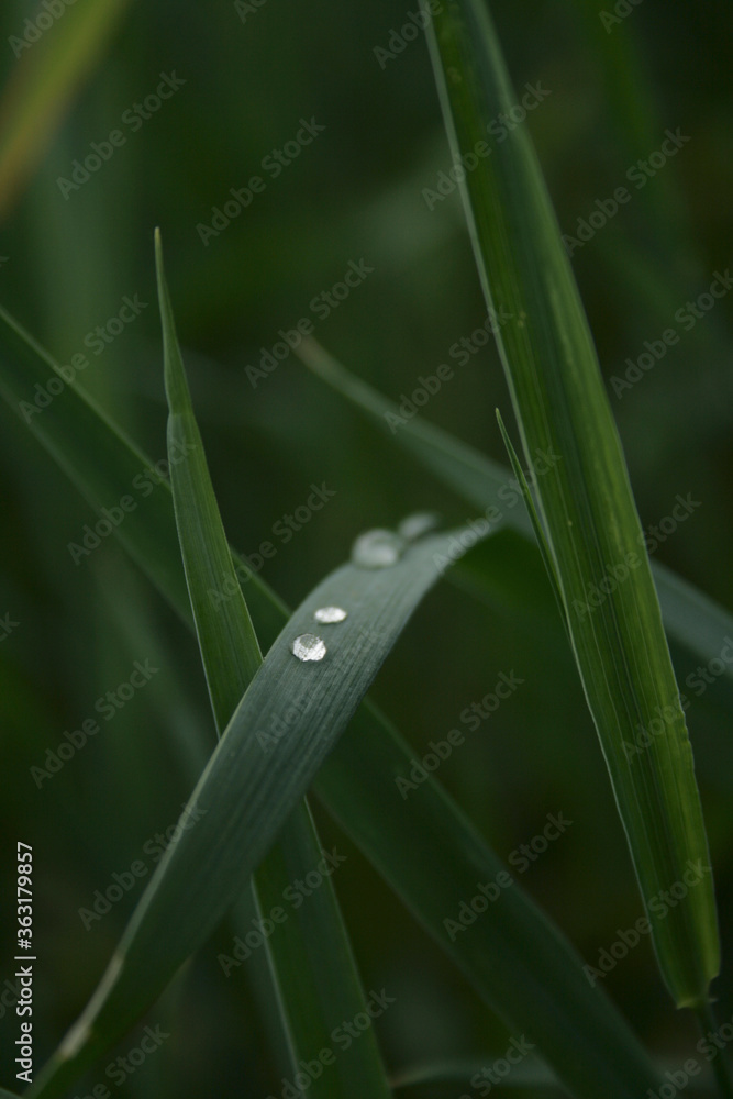 Fototapeta premium drops of dew on grass