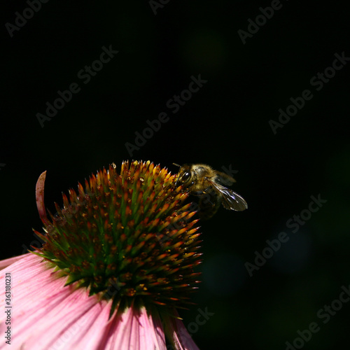 echinacea and bee