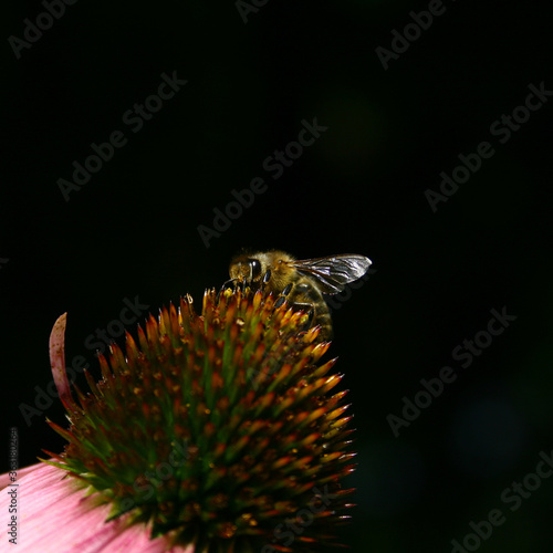 echinacea and bee 
