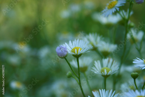white flowers Daisy-fleaban on a meadow