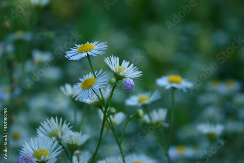 white Daisy-fleaban in a field