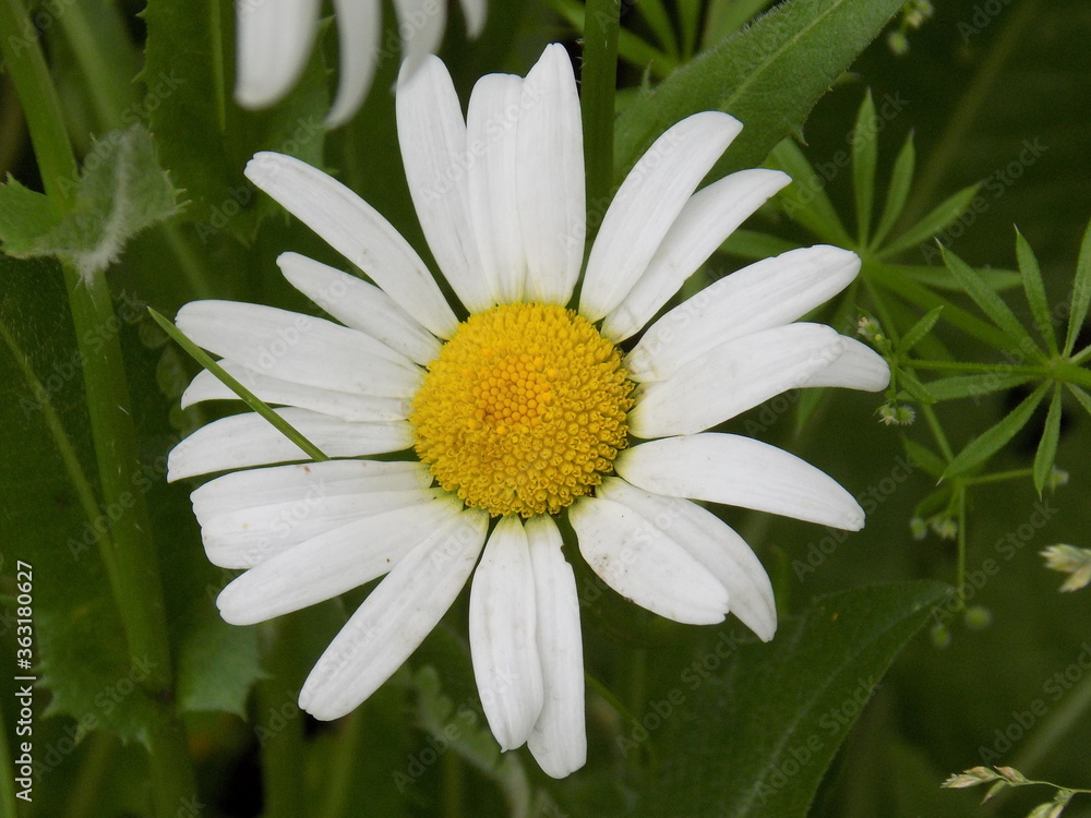 A sunny summer day. Lush bloomed chamomile. A sunny summer day. Lush bloomed chamomile.