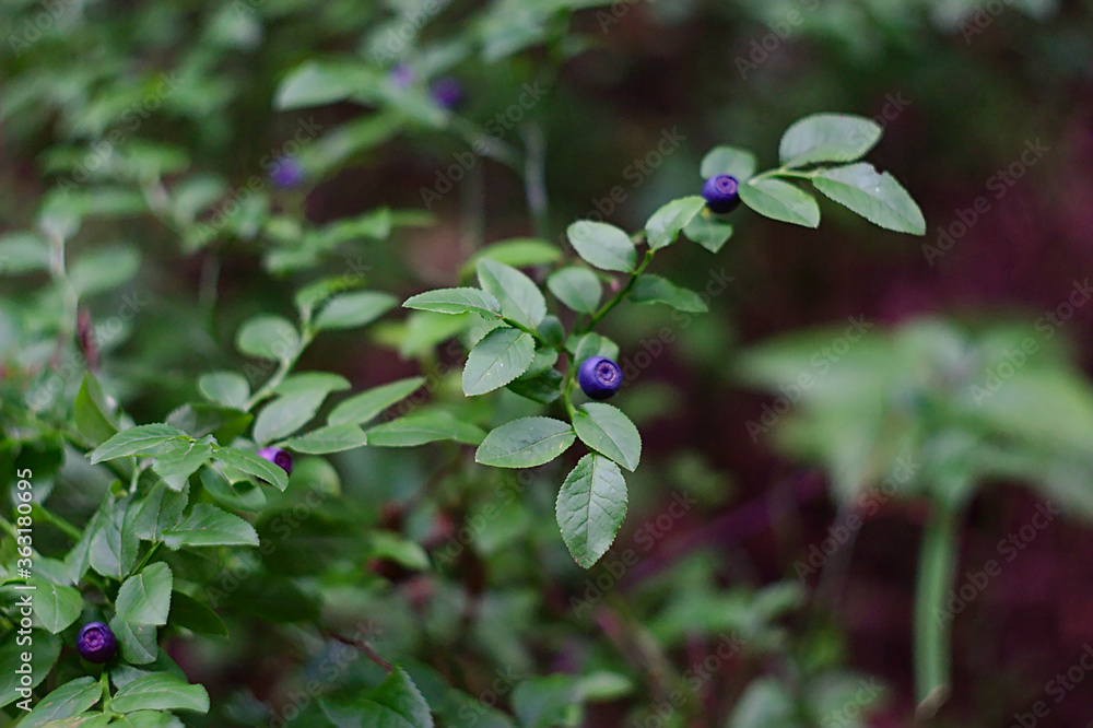 ripe blueberries on the edge of the forest ripe blueberries on the edge of the forest