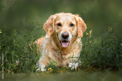 golden retriever dog lying down on grass in summer