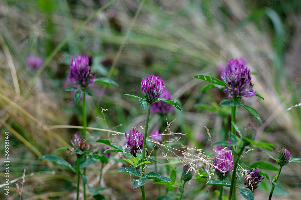 bright clover flowers among the thick grass bright clover flowers among the thick grass