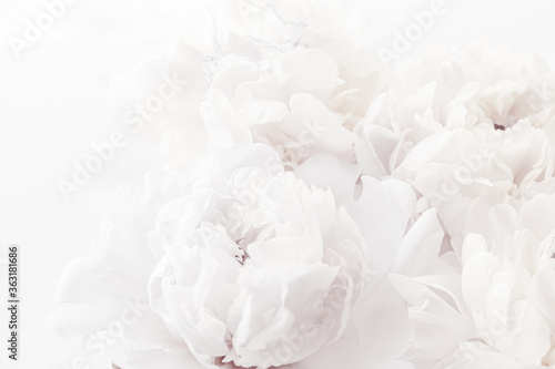 Fototapeta Naklejka Na Ścianę i Meble -  Pure white peony flowers as floral art background, wedding decor and luxury branding design