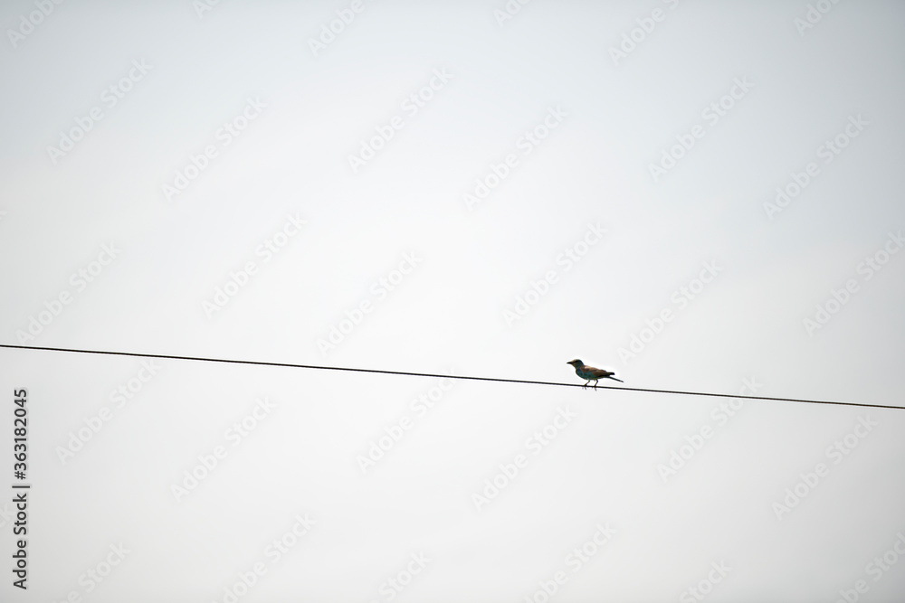 Common kingfisher (Alcedo atthis) photographed on a wire in Letea village, Danube Delta area, Romania, in a sunny summer day Common kingfisher (Alcedo atthis) photographed on a wire in Letea village, Danube Delta area, Romania, in a sunny summer day