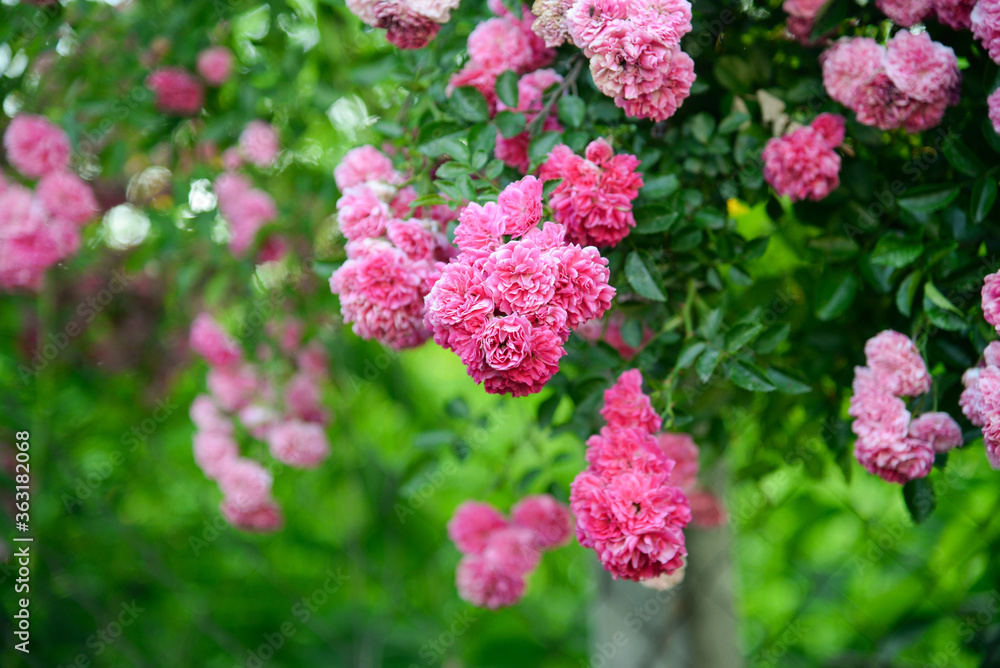 Beautiful rose in the garden Beautiful rose in the garden