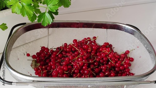 Berries fall on each other. Juicy red currants fall into a metal kitchen sieve. It is used to make wonderful jams, compotes, tinctures and fillings for desserts