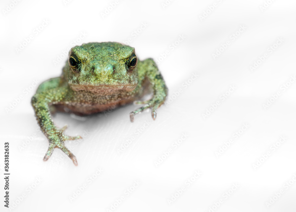 Fototapeta premium Macro Headshot Of A Common Toad Toadlet, Bufo bufo, Looking At The Camera Isolated On A White Grey Background. UK