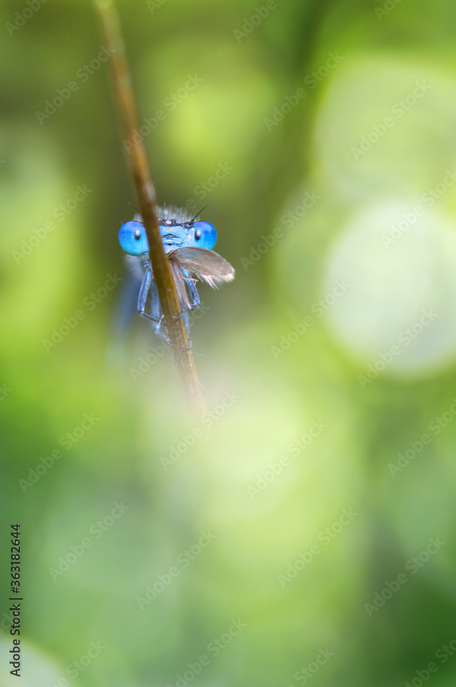 Head On Shot Of Azure Damselfly, Coenagrion puella, Holding On To A Grass Stem Eating A Moth. Taken at Longham Lakes UK Head On Shot Of Azure Damselfly, Coenagrion puella, Holding On To A Grass Stem Eating A Moth. Taken at Longham Lakes UK