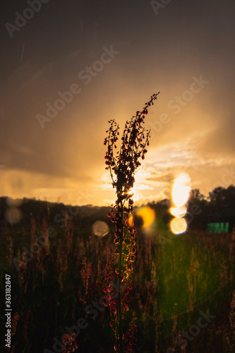 fiore in controluce al tramonto