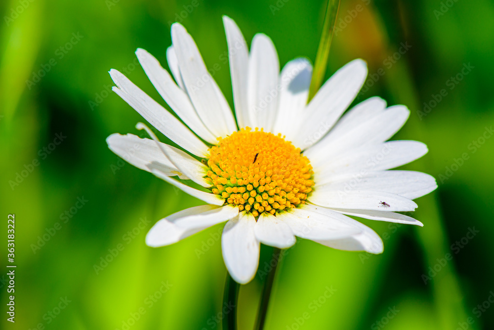 Fototapeta premium white daisy flower