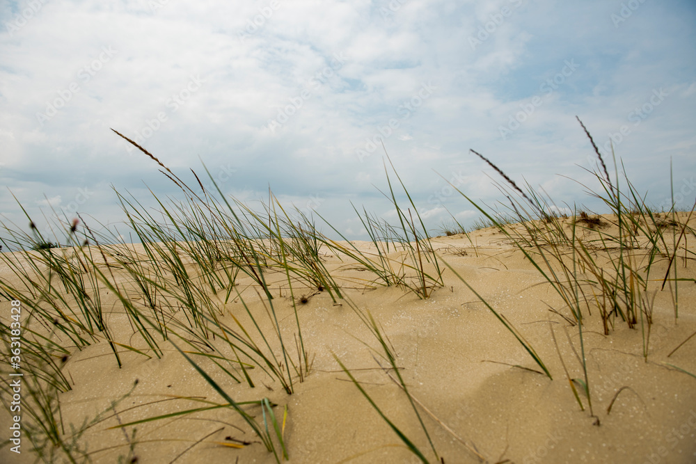 Sand dunes in Letea forest , in the Danube Delta area, Romania, in a sunny summer day Sand dunes in Letea forest , in the Danube Delta area, Romania, in a sunny summer day