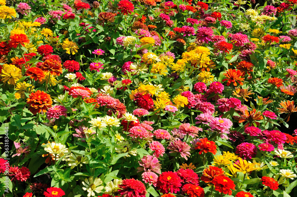 Attractive Colorful Flowers