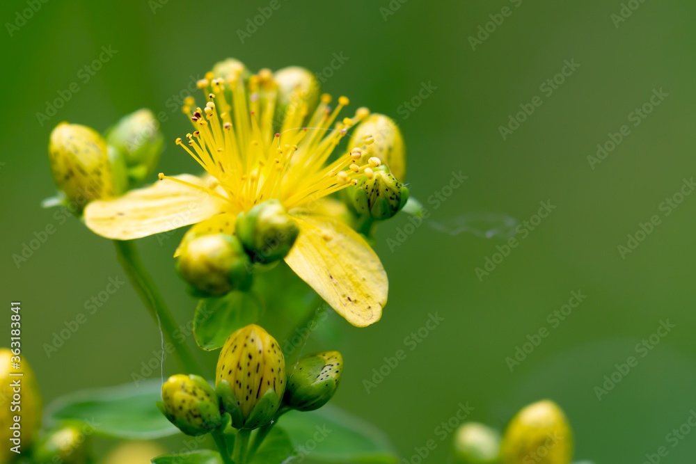 Hypericum perforatum, known as St John's wort Hypericum perforatum, known as St John's wort