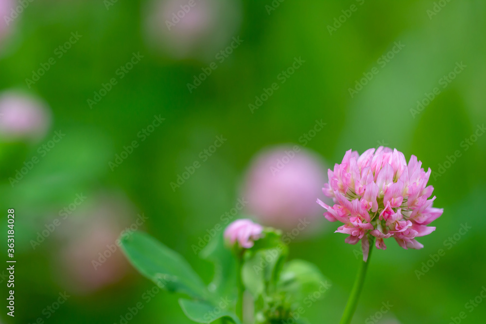 Close up of pink wild clover flowers on a green soft blurry background. Poster for St. Patrick's Day celebration