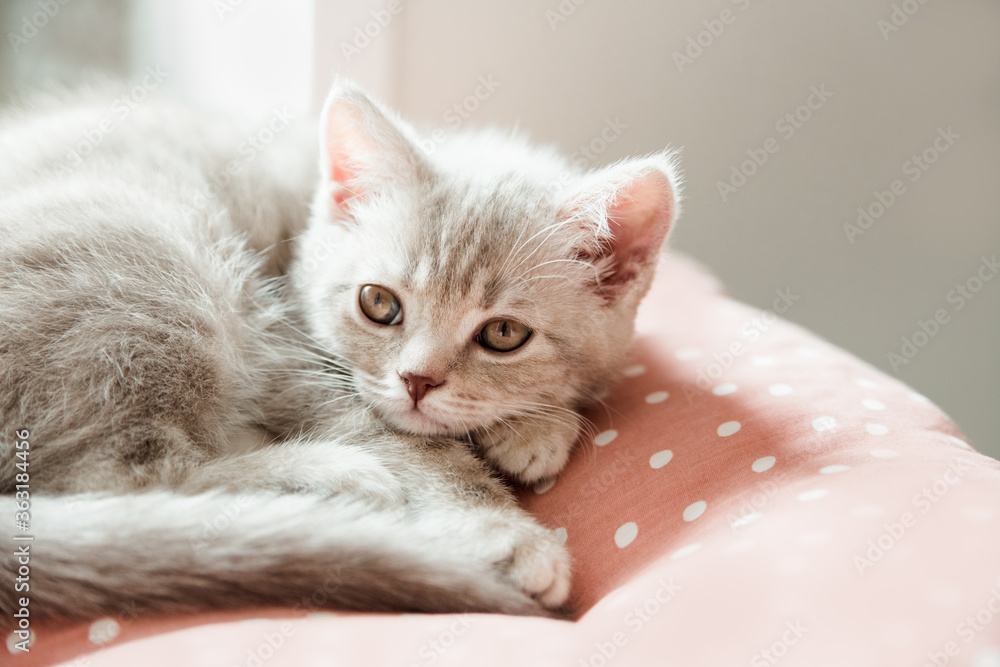 Сute kitten resting on a pillow.Scottish cat.
