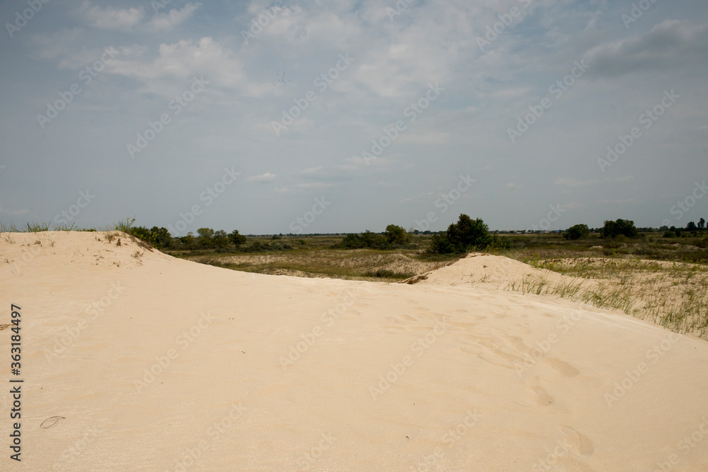 Sand dunes in Letea forest ,  in the Danube Delta area,  Romania,  in a sunny summer day