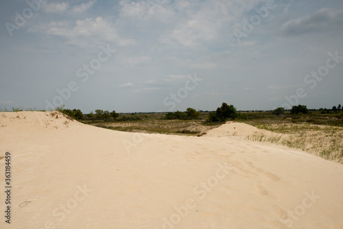Sand dunes in Letea forest , in the Danube Delta area, Romania, in a sunny summer day