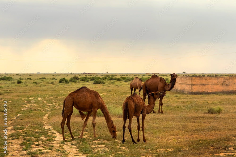 Camels in the pasture. Storm clouds in the sky. Camels graze in the semi-desert. Summer steppe landscape before the rain. Pastures. Semi desert with camel grass. Camels in the pasture. Storm clouds in the sky. Camels graze in the semi-desert. Summer steppe landscape before the rain. Pastures. Semi desert with camel grass.