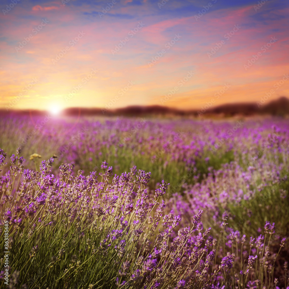 Beautiful view of blooming lavender field at sunset