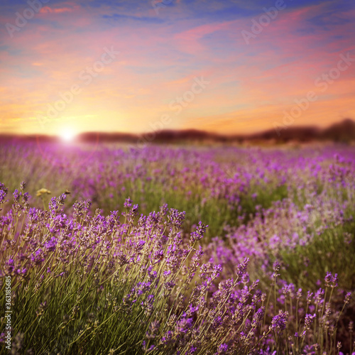 Beautiful view of blooming lavender field at sunset