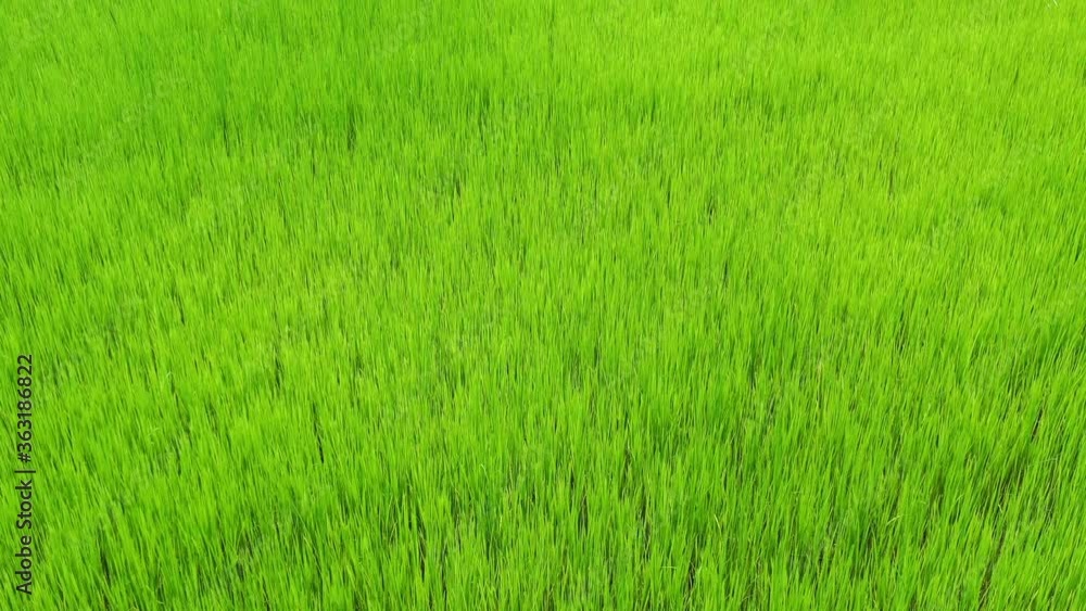Aerial view of green paddy rice field in southeast Asia Aerial view of green paddy rice field in southeast Asia
