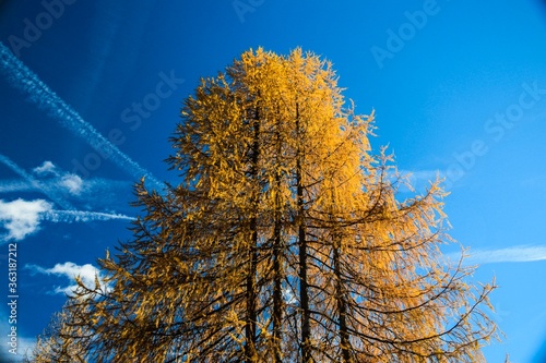alberi in autunno