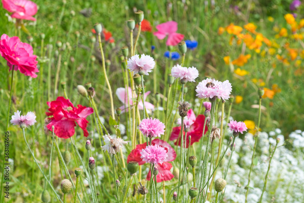 Pink wild flowers in a field photo, made in Weert the Netherlands on 5 July 2020 Pink wild flowers in a field photo, made in Weert the Netherlands on 5 July 2020