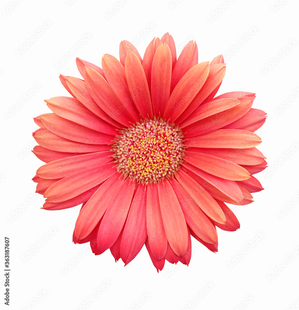 Gerbera coral flower on a white background, isolated. Gerbera coral flower on a white background, isolated.