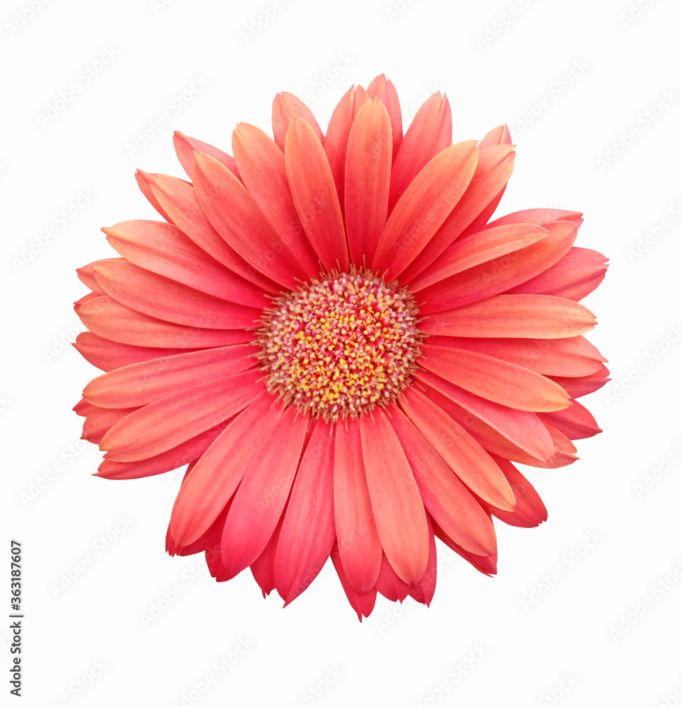 Gerbera coral flower on a white background, isolated.