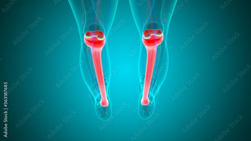Human skeleton anatomy Tibia Bone 3D Rendering Human skeleton anatomy Tibia Bone 3D Rendering