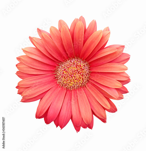 Gerbera coral flower on a white background, isolated.