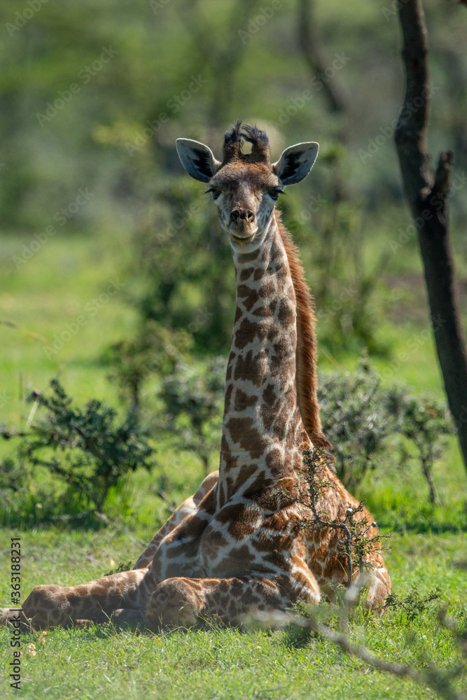Obraz premium Masai giraffe lies in grass eyeing camera