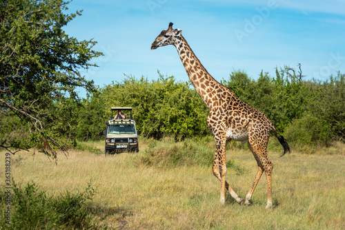 Photography Masai giraffe passes photographer in safari truck