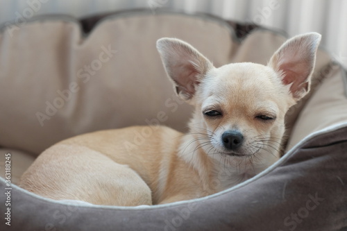 Closeup portrait of small funny beige mini chihuahua dog  puppy laying in dog bed
