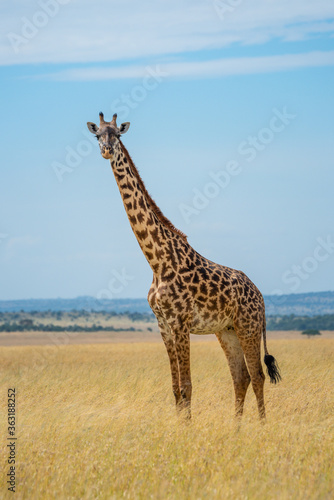 Masai giraffe stands eyeing camera in grass